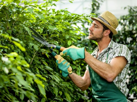 Green waste collection during garden clearance in Merton