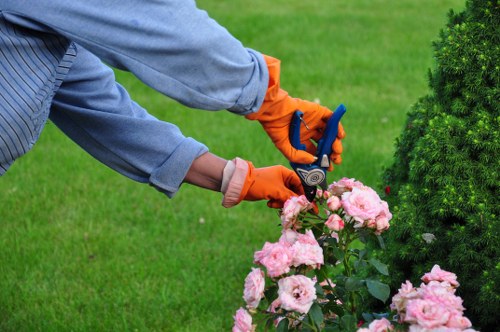 Tree maintenance and crown reduction service in Merton